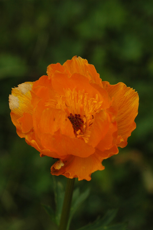 Image of Trollius altaicus specimen.