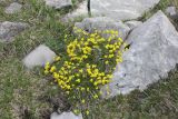 Draba bruniifolia