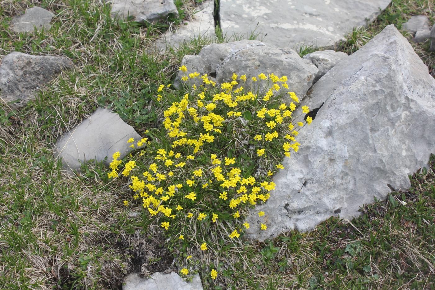 Изображение особи Draba bruniifolia.