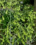 Isatis tinctoria. Соплодие с невызревшими плодами. Германия, г. Дюссельдорф, Ботанический сад университета. 02.06.2014.