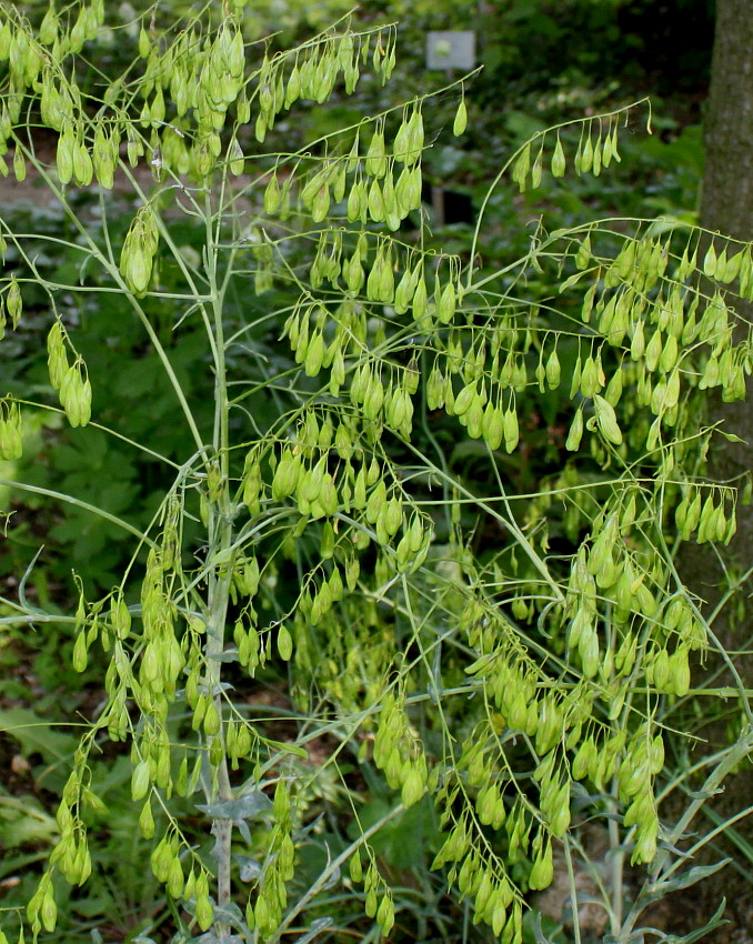 Image of Isatis tinctoria specimen.