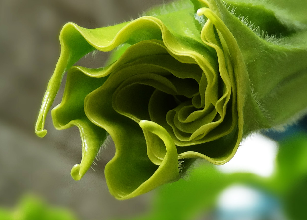 Изображение особи род Brugmansia.