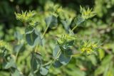 Bupleurum rotundifolium