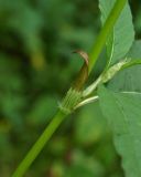 Aconogonon limosum. Часть побега. Приморский край, Шкотовский р-н, окр. пос. Шкотово, правый берег р. Шкотовки, полидоминантный долинный лес. 10.07.2014.