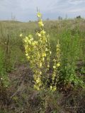 Verbascum banaticum
