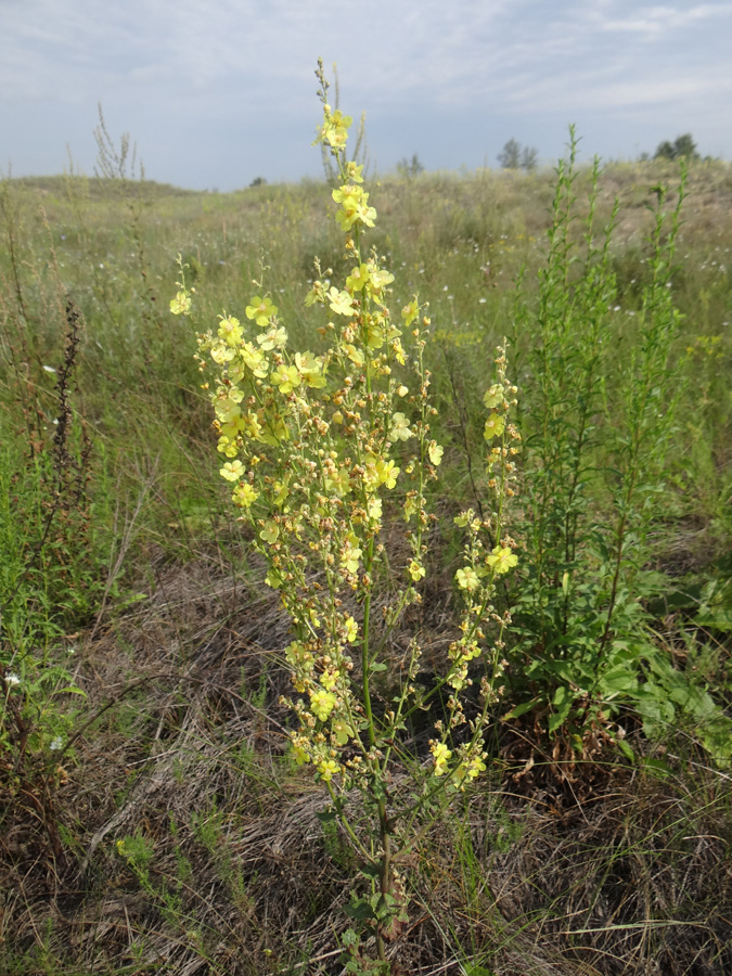 Image of Verbascum banaticum specimen.