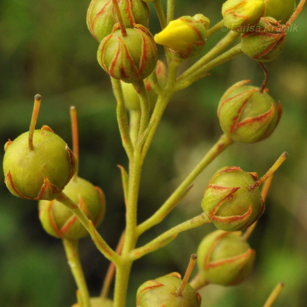 Изображение особи Lysimachia davurica.