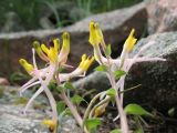 Corydalis ainae. Соцветия. Казахстан, хр. Каратау, к сев-зап от пер Куюк, разлом Карасай. 18 апреля 2013 г.