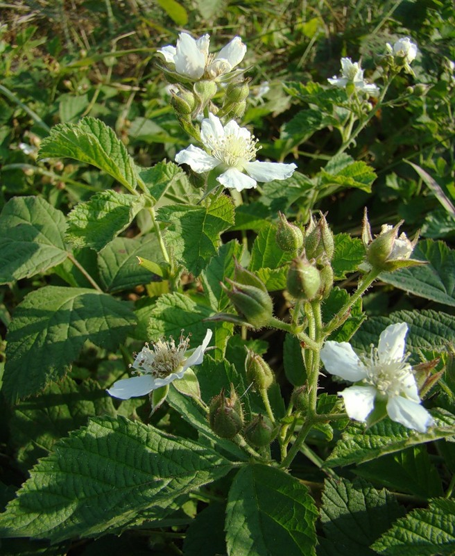 Изображение особи Rubus caesius.