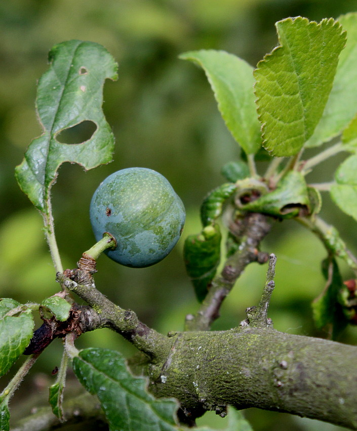 Image of Prunus insititia specimen.