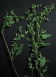 Chenopodium suecicum