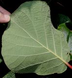 Actinidia chinensis variety deliciosa. Лист (нижняя сторона). Германия, г. Дюссельдорф, Ботанический сад университета. 03.07.2014.