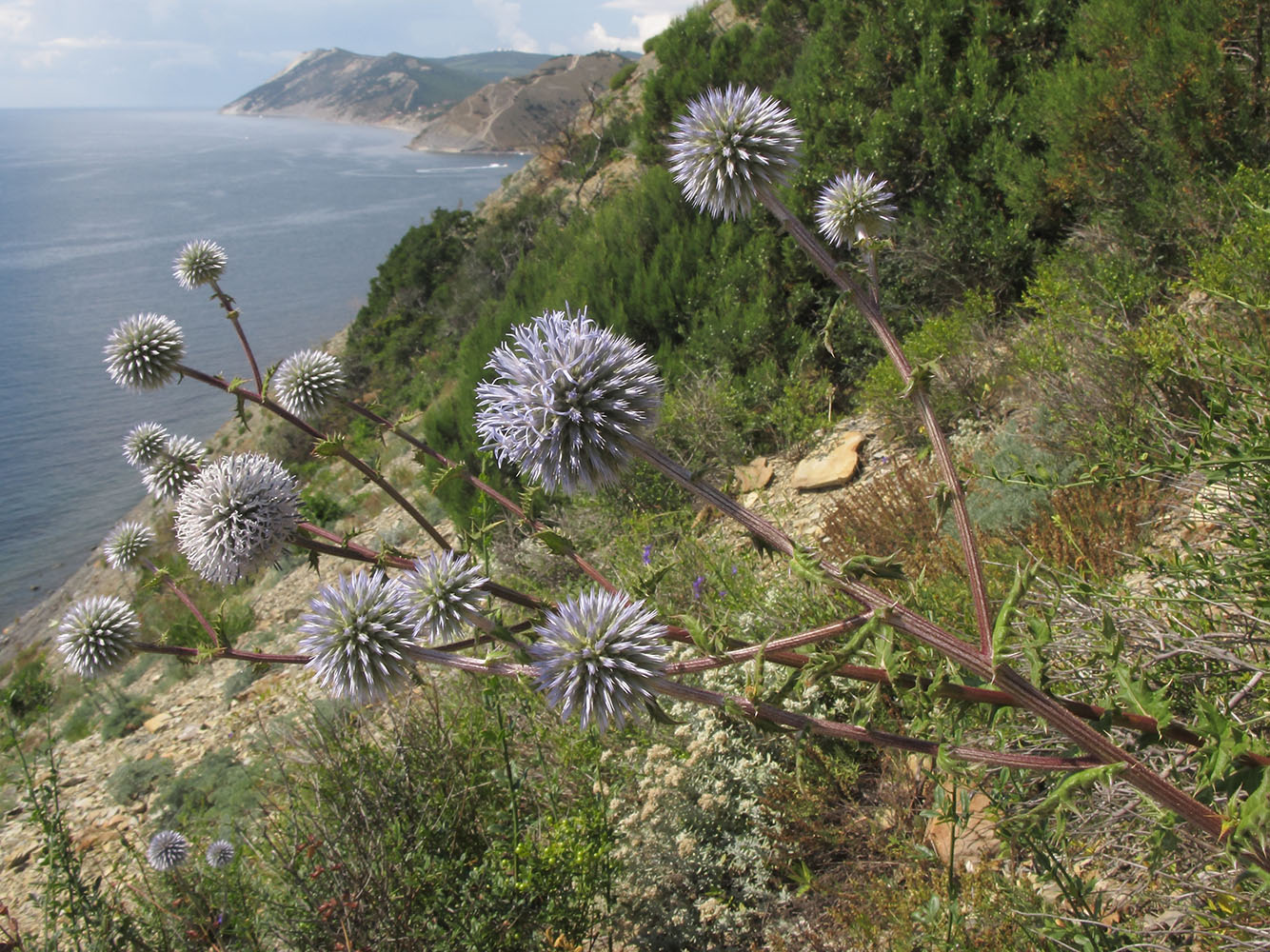 Изображение особи Echinops sphaerocephalus.