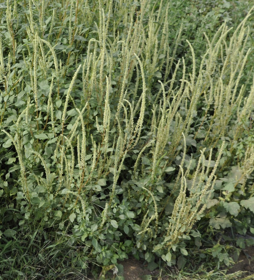 Image of Amaranthus palmeri specimen.