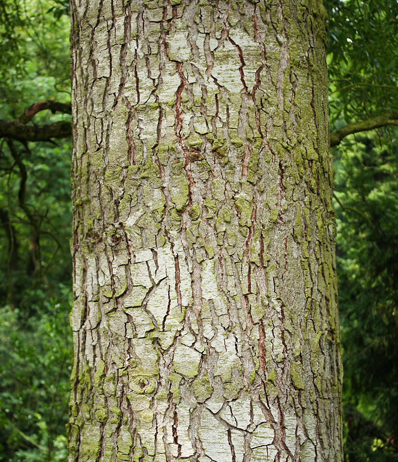 Image of Abies procera f. glauca specimen.