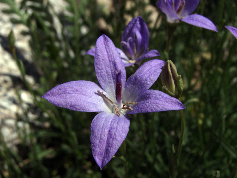 Image of Campanula alberti specimen.