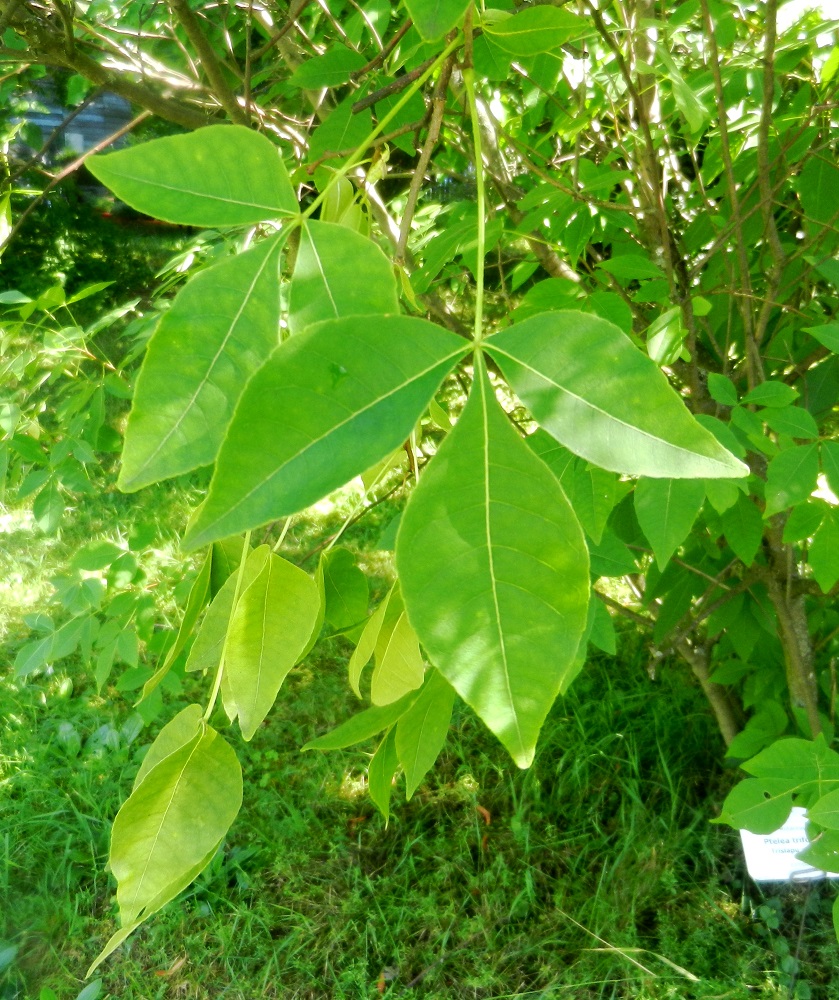 Image of Ptelea trifoliata specimen.