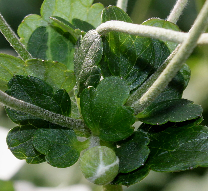 Image of Anemone vitifolia specimen.