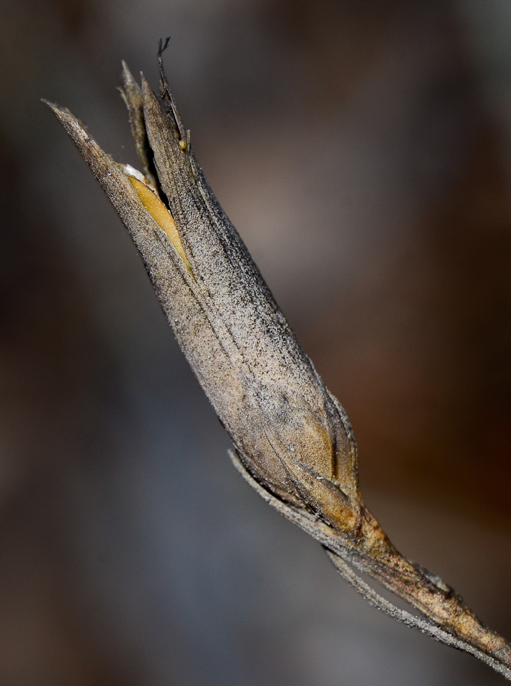 Image of Dianthus strictus specimen.