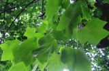 Liriodendron tulipifera