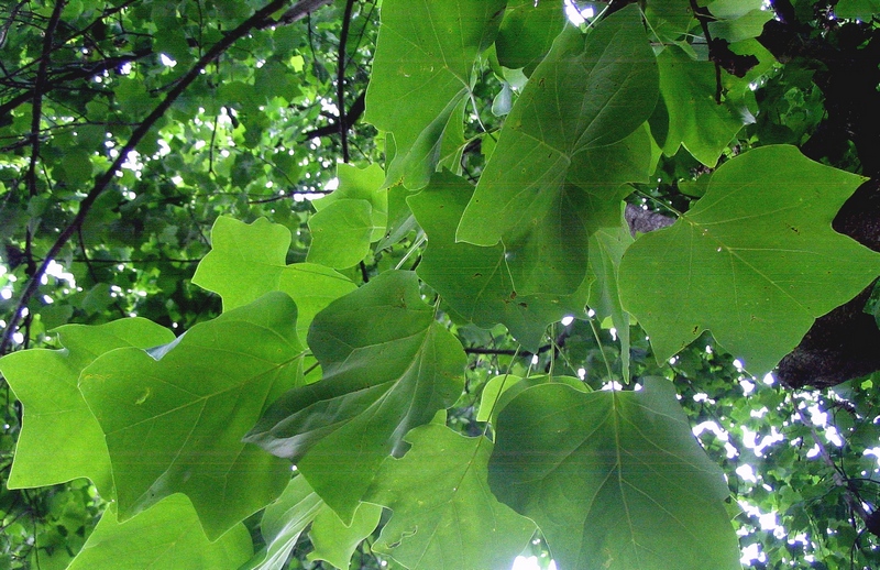 Image of Liriodendron tulipifera specimen.