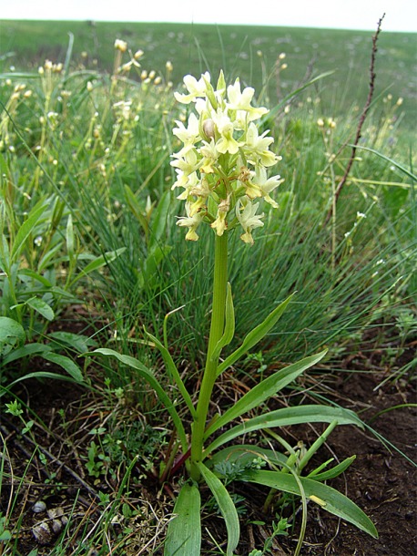 Image of Dactylorhiza romana ssp. georgica specimen.