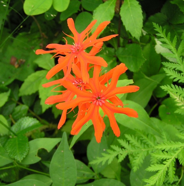 Изображение особи Lychnis fulgens.