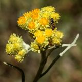 Helichrysum arenarium. Соцветие. Белгородская обл., окр. с. Хотмыжск, поляна в сухом сосняке. 01.07.2009.