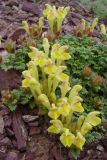 Scutellaria przewalskii. Цветущее растение. Тянь-Шань, хр. Кетмень, Кегеньский перевал. 01.05.2006.