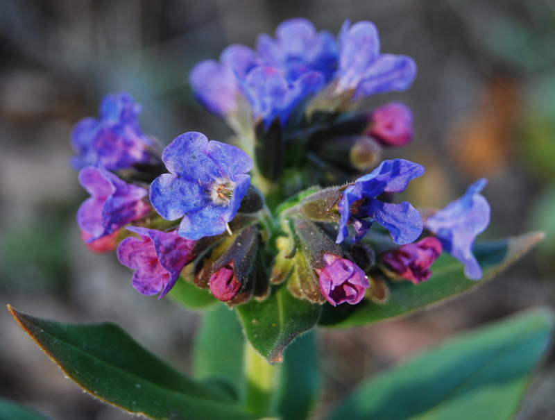 Image of Pulmonaria mollis specimen.