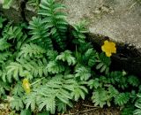 Potentilla anserina