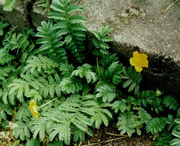 Image of Potentilla anserina specimen.