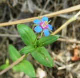 Anagallis foemina