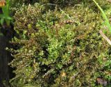 Bryum pseudotriquetrum