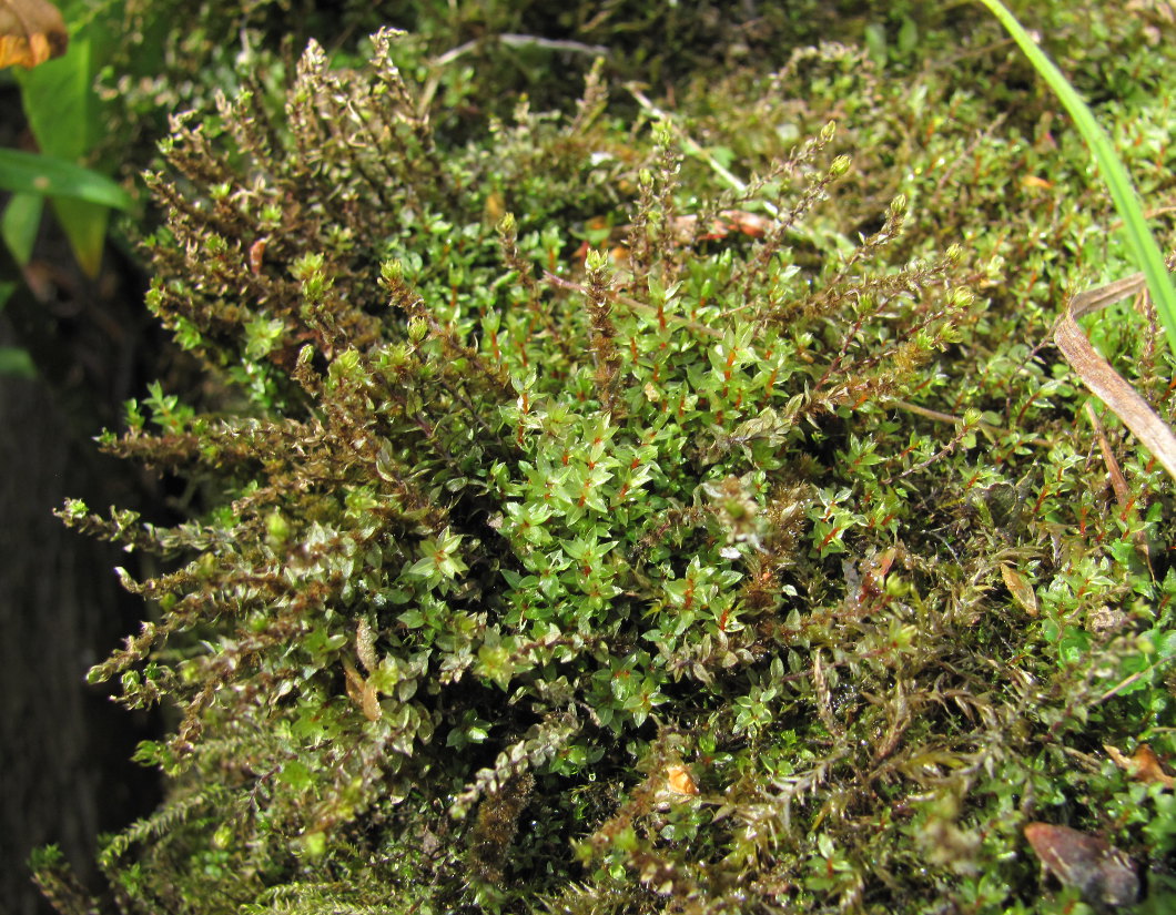 Изображение особи Bryum pseudotriquetrum.