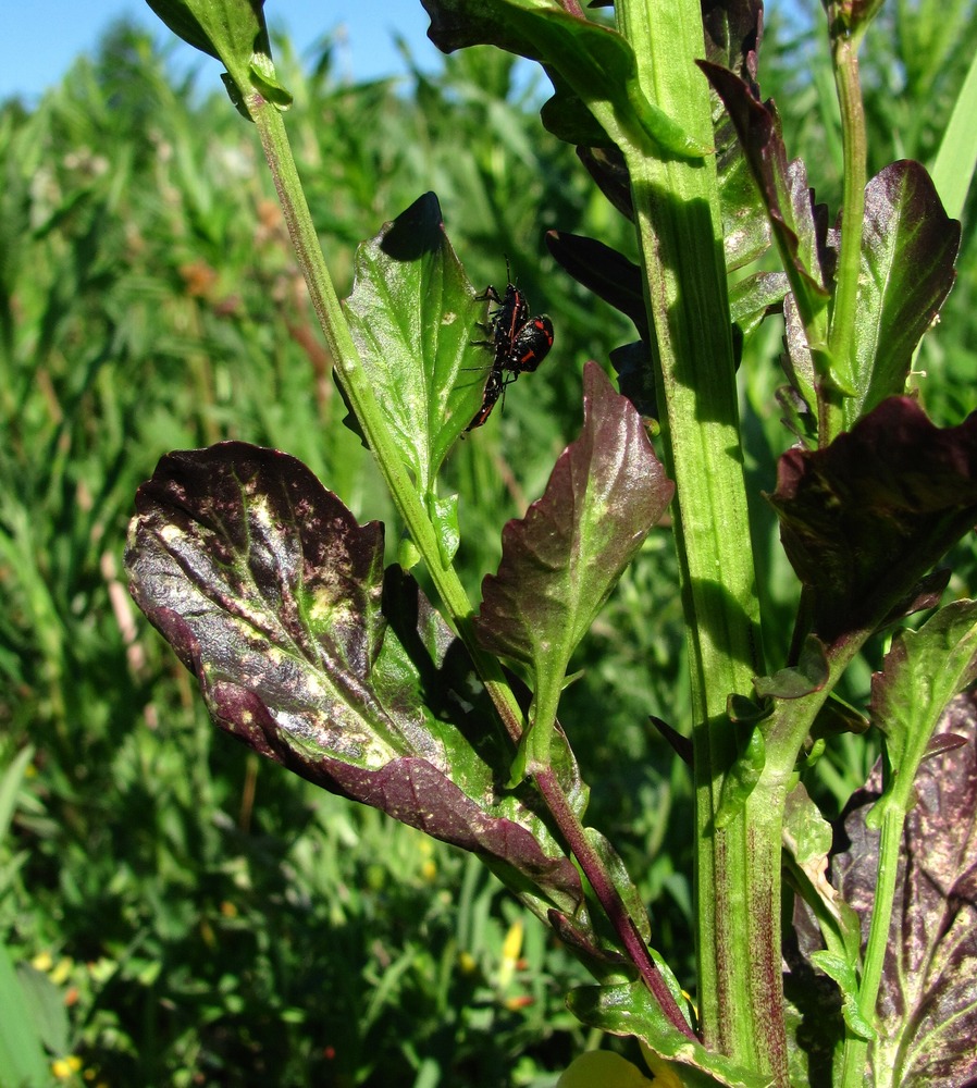 Image of Barbarea stricta specimen.