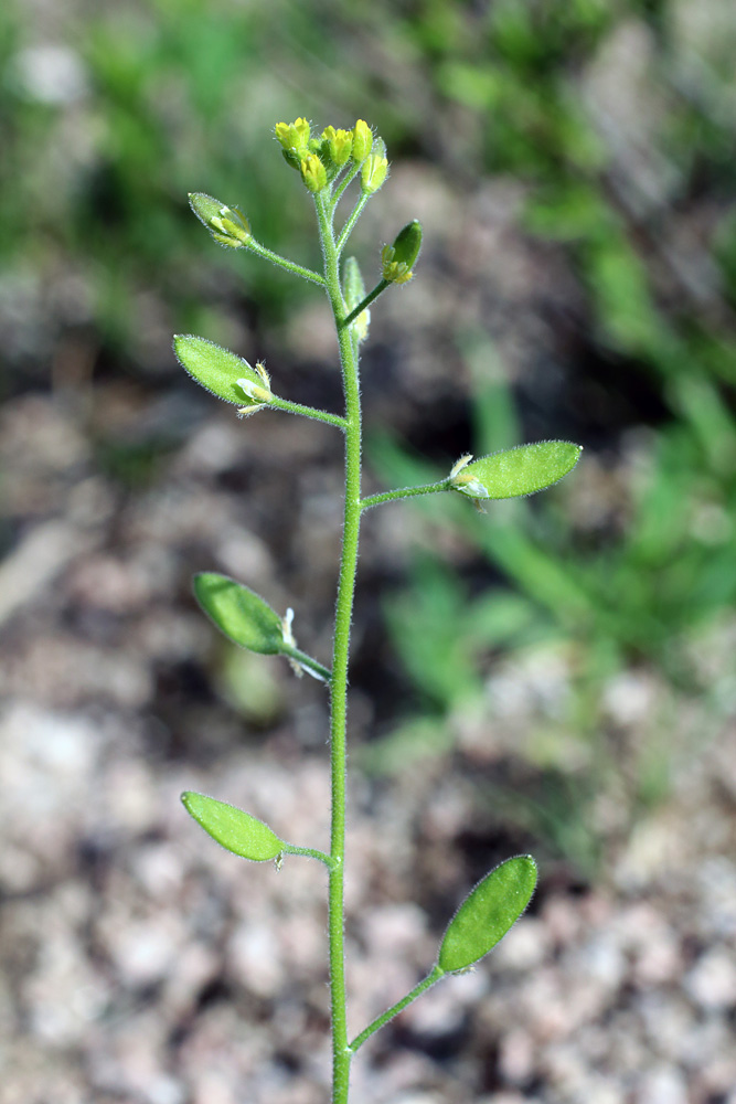 Image of Draba huetii specimen.