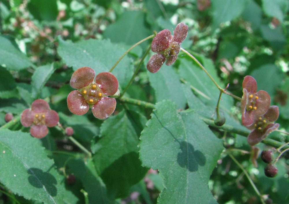 Изображение особи Euonymus verrucosus.