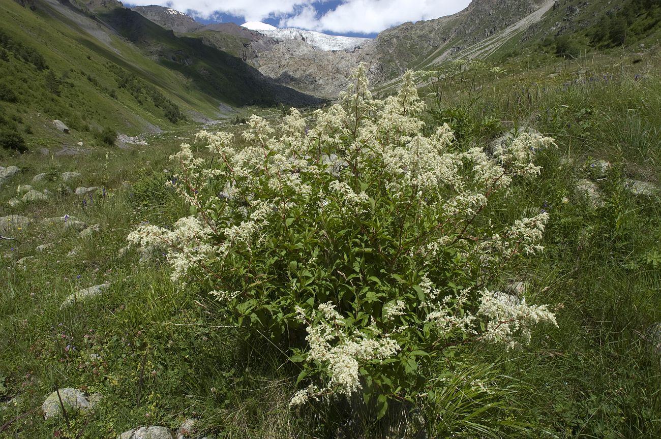 Изображение особи Aconogonon panjutinii.