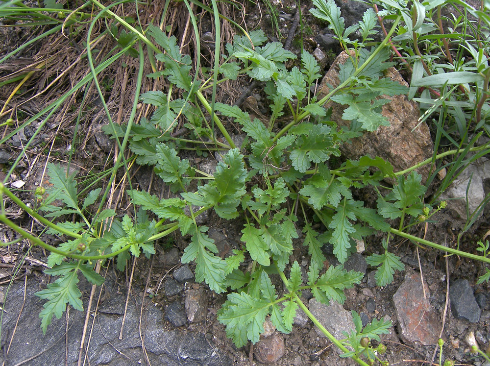 Изображение особи Scrophularia olympica.