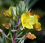 Oenothera rubricaulis. Верхушка растения с цветками и бутонами в утренней росе. Московская обл., Раменский р-н, окр. дер. Хрипань, садовый участок. 07.08.2015.