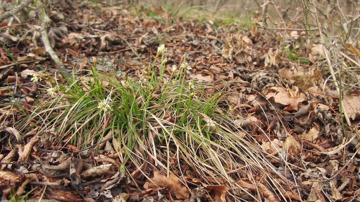 Изображение особи Carex halleriana.