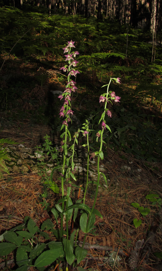 Image of Epipactis distans specimen.