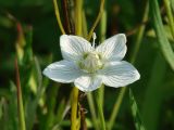 Parnassia palustris. Цветок. Иркутская обл., Иркутский р-н, окр. с. Смоленщина, берег р. Иркут. 05.08.2014.