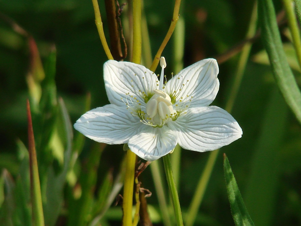 Изображение особи Parnassia palustris.