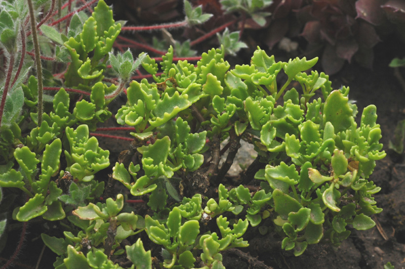 Image of Hylotelephium populifolium specimen.