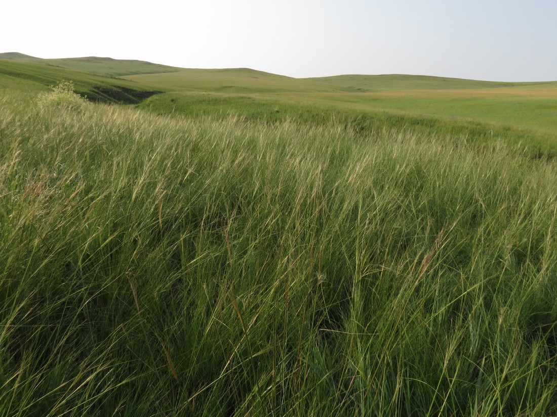 Изображение особи Stipa baicalensis.