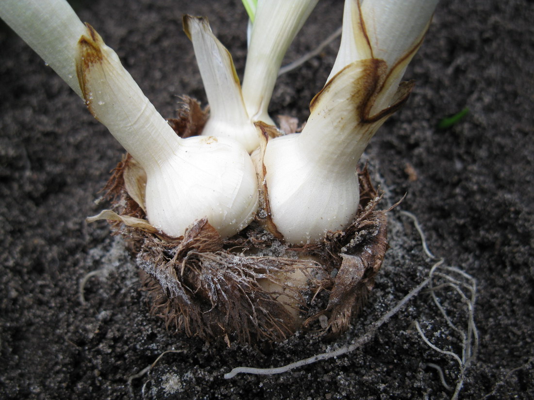 Image of Crocus vernus specimen.