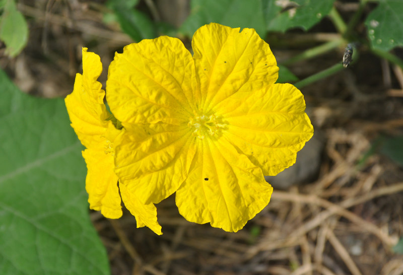 Image of Luffa aegyptiaca specimen.