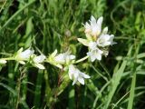 Campanula glomerata